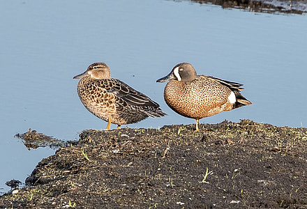 Ducks at Horicon Marsh thumbnail