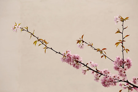 close-up photo of pink tree blossoms thumbnail