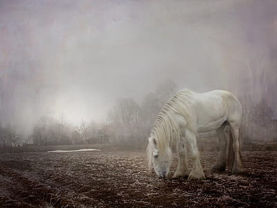 horse eating grass on field thumbnail