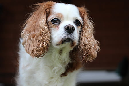 cavalier King Charles spaniel photo thumbnail