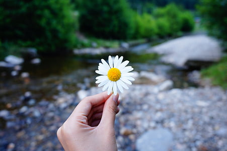 shallow focus photography of daisy flower thumbnail