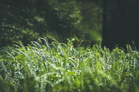 photo of green ferns thumbnail