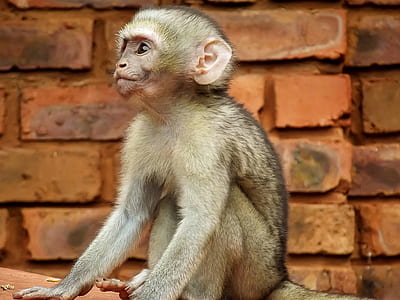 brown monkey near brick wall thumbnail