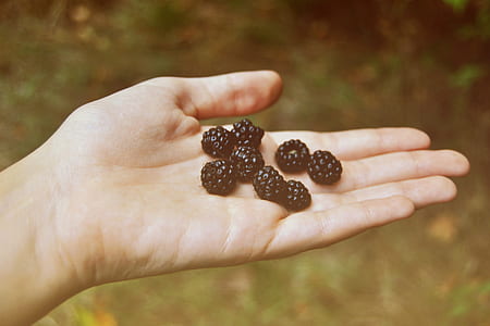 person holding black berries thumbnail