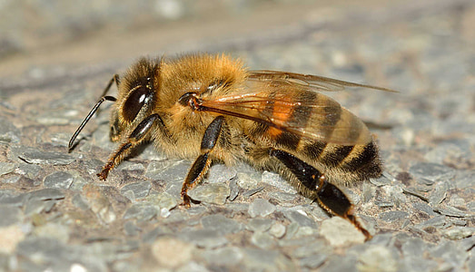 macro photography of brown and yellow honey bee thumbnail
