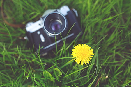 Little yellow flower and old camera thumbnail