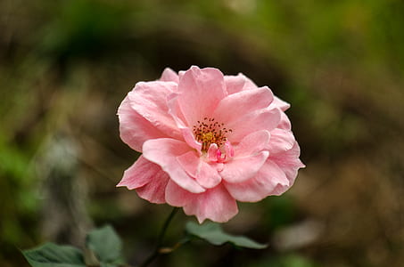 tilt shift lens photography of pink flower thumbnail