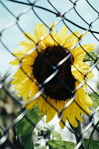shallow focus photography of sunflower thumbnail