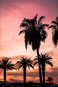 silhouette of coconut trees thumbnail