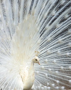 white peacock during daytime thumbnail