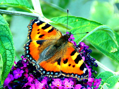 brown and black butterfly on purple petaled flower thumbnail