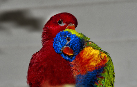 selective focus photography of two rainbow lorikeets thumbnail