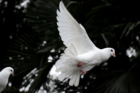 flying white bird near tree during daytime thumbnail