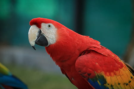 selective focus photography of red and yellow macaw thumbnail