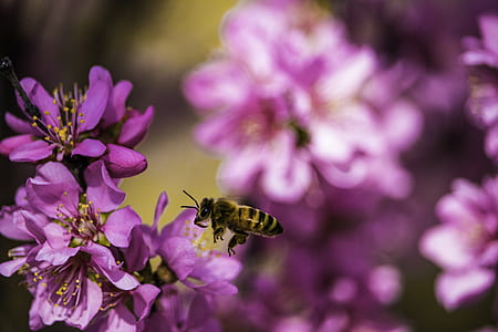 tilt-shift lens photography of hoverfly hovering near pink petaled flower during daytime thumbnail