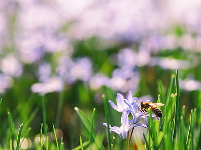 macro photo of honey bee on purple flower thumbnail