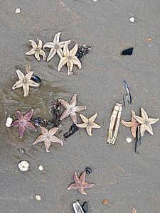 assorted-color starfish on gray sand thumbnail