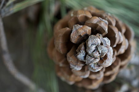 close photo of pine cone thumbnail