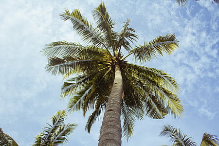 low angle photography of green coconut tree thumbnail