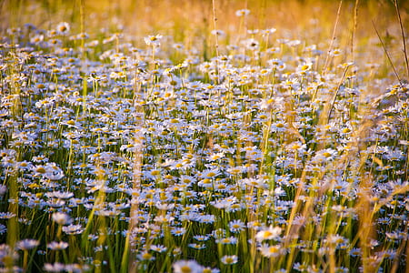 Close-up of Flowers Growing in Field thumbnail