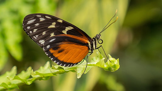 closeup photo of orange and black butterfly perching on lefa thumbnail
