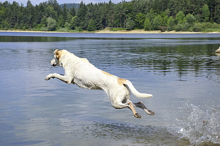 white dog jumped on body of water during daytime thumbnail