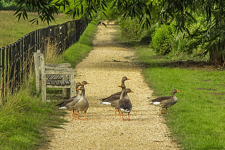 flock of ducks on ground near fence thumbnail