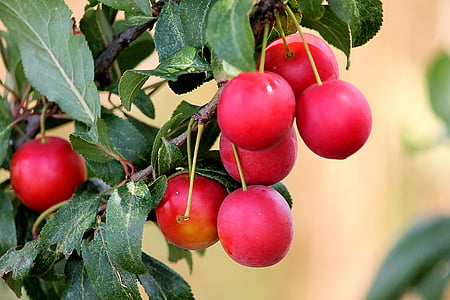 red fruits thumbnail