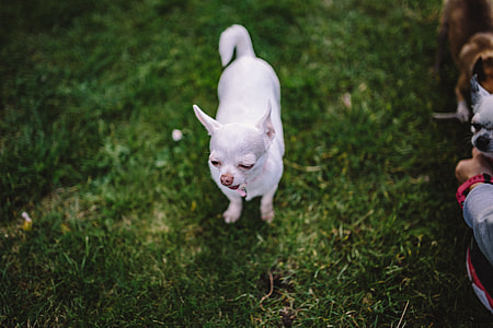 Small dogs on the grass thumbnail