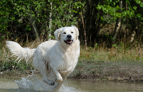 cream Labrador retriever running on water at daytime thumbnail