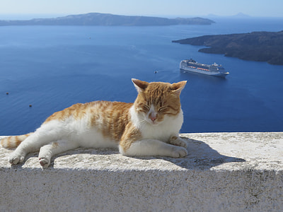 orange tabby cat lying on white concrete pavement thumbnail