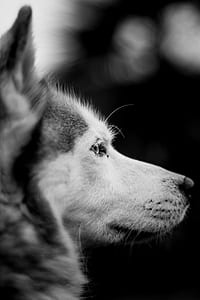 dog photography thumbnail