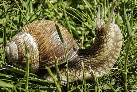 brown and gray snale thumbnail