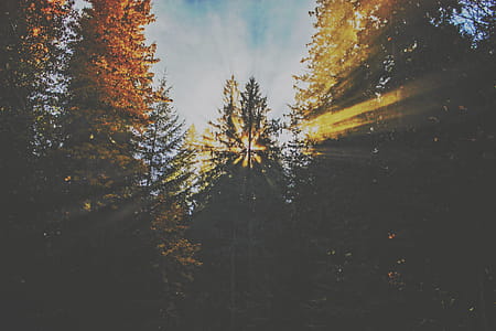 Green and Brown Trees Photography thumbnail