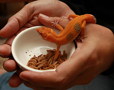 person holding white bowl with mealworms and orange gecko thumbnail