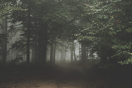 green leafed trees thumbnail
