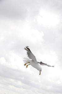 white and gray bird thumbnail