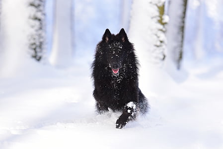 black wolf sits on snow covered field thumbnail