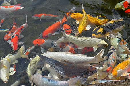 koi fish thumbnail