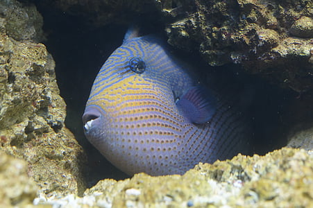 blue pet fish thumbnail