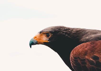 selective focus photo of golden eagle thumbnail
