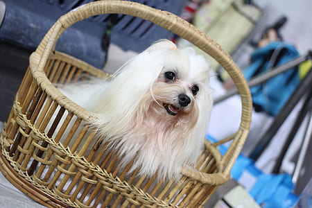 adult white maltese in basket thumbnail