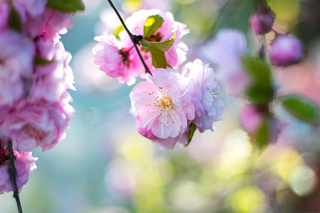 shallow focus of pink flower thumbnail