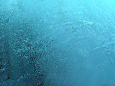 underwater photography of plants thumbnail