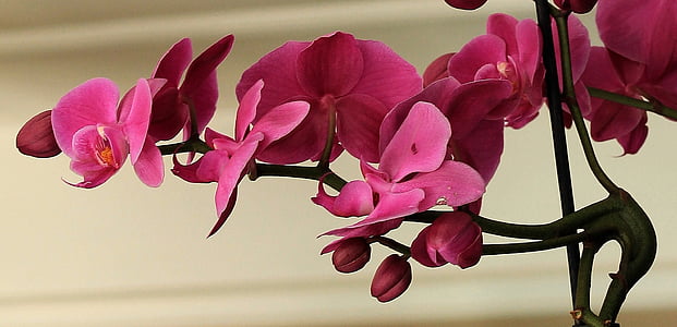 pink petaled flower thumbnail