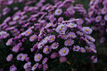 Close-up Photo of Purple Aster Flowers thumbnail