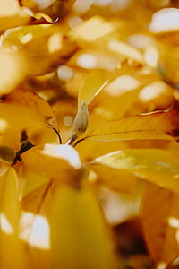 Yellow leaves of magnolia in autumn thumbnail