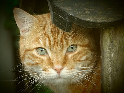 Orange Tabby Cat thumbnail