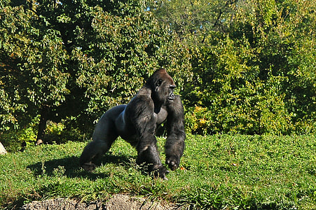 Gorilla on green lawn thumbnail