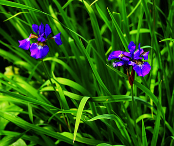 macro photography of two purple petaled flowers thumbnail